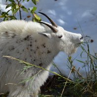 DSC_1505 (2) m goat.JPG