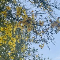 IMG_5241.jpeg