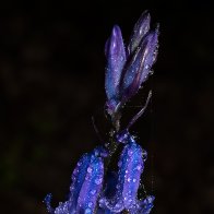 D7500_51884-Edit.jpg