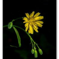 D7500_49915-Edit-Edit.jpg