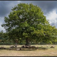 Shaded sheep halved..jpg