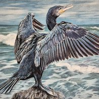 Cormorant.jpg