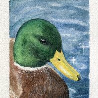MallardDuck001 copy.jpg