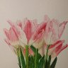 Pink Tulips