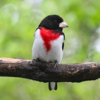 IMG_0080_MaleGrosbeak.JPG