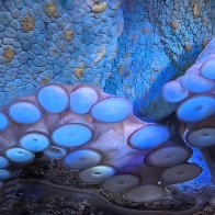 Abstract Octopus.jpg