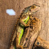 Iguana.jpg