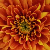 Orange Dahlia Close-up.jpg