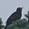 Black bird singing a lullaby