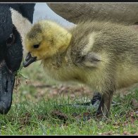 Early gosling 11 halved..jpg