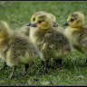 six goslings.