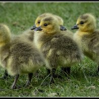 six goslings.jpg