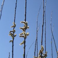 IMG_3815.JPG