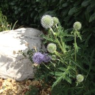 IMG_0078.JPG