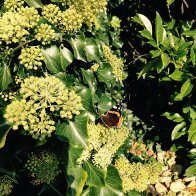 IMG_0786.JPG