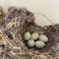 IMG_9313.jpeg