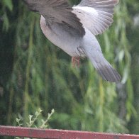 IMG_8842(1).JPG