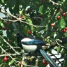 Magpie enjoying our neighbour's cherries