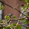 Chickadee and Horse-chestnuts