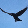 Crow leaving the cherry trees