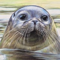 seal pup.jpg
