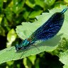 Demoiselle Damselfly