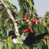Magpie hiding in the cherry tree