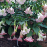Blushing Beauty