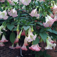 Moonflower.png