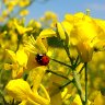 Yellow field