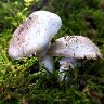 White mushroom 