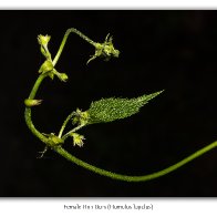 D7500_48538-Edit-Edit.jpg