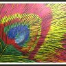 PEACOCK FEATHERS