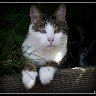 Ponder Puss