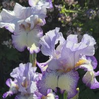 IMG_1924.jpeg