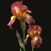 IrisBlkBG Br 9035.JPG