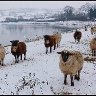 winter sheep