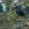 starling on a branch