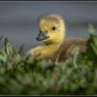 Sunday chick 5 halved..jpg