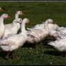 muddy geese