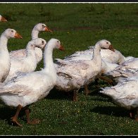 muddy geese.jpg