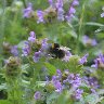 Bumblebee collecting nectar in our garden - unfortunately blurred because the "beast" 😉 was moving very quickly