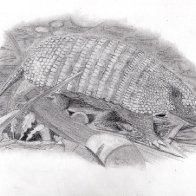 Armadillo.jpeg