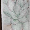 succulent