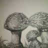 Mushroom Family