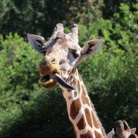 Giraffe.jpg
