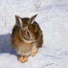 Winter Rabbit
