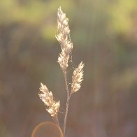 IMG_7088.jpeg