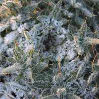 IMG_7070.jpeg