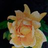 IMG_20260630_141649